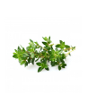 click and grow Click&Grow Kapsułki z nasionami Smart Soil Tymianek 3pak - nr 7