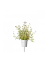 click and grow Click&Grow Kapsułki z nasionami Smart Soil Tymianek 3pak - nr 8