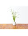click and grow Click&Grow Kapsułki z nasionami Smart Soil Szczypiorek 3pak - nr 1