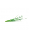 click and grow Click&Grow Kapsułki z nasionami Smart Soil Szczypiorek 3pak - nr 4
