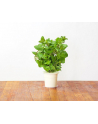 click and grow Click&Grow Kapsułki z nasionami Smart Soil Mięta pieprzowa 3pak - nr 11