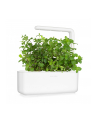 click and grow Click&Grow Kapsułki z nasionami Smart Soil Mięta pieprzowa 3pak - nr 3