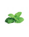 click and grow Click&Grow Kapsułki z nasionami Smart Soil Mięta pieprzowa 3pak - nr 9