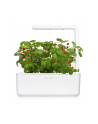 click and grow Click&Grow Kapsułki z nasionami Smart Soil Poziomka 3pak - nr 13
