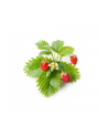 click and grow Click&Grow Kapsułki z nasionami Smart Soil Poziomka 3pak - nr 6